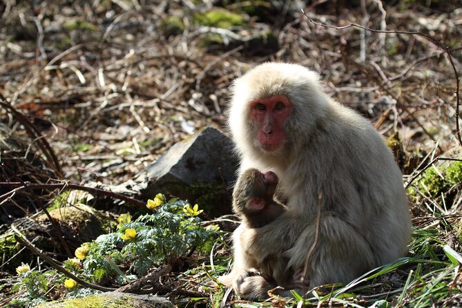 Snow Monkey Park & Miso Production Day Tour From Nagano - Monkey Park Rules and Tips