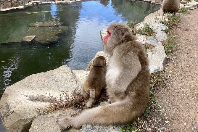 Snow Monkey Park Tour, From/To Tokyo, up to 12 Guests - Reviews From Past Travelers