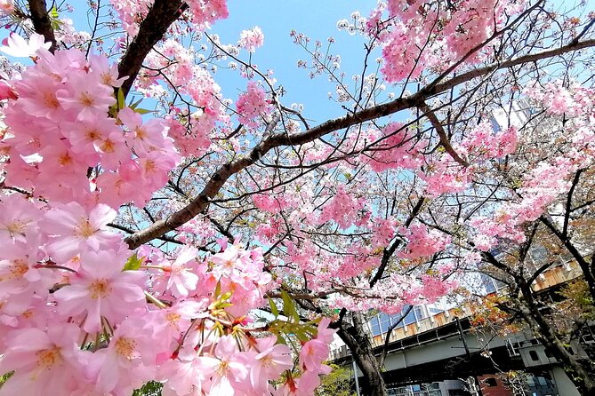 Tokyo Cherry Blossoms Blooming Spots E-Bike 3 Hour Tour - E-Bike Tour Benefits