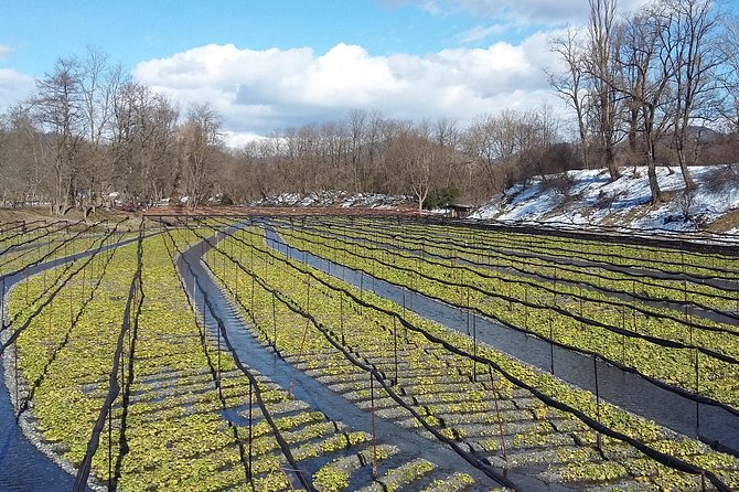 Wasabi Farm Discovery Walking Tour - Reviews From Past Travelers