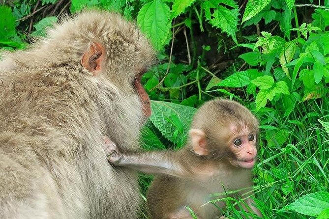 1-Day Private Snow Monkey ZenkoJi Temple & SakeTasting NaganoTour - Important Tour Details to Note