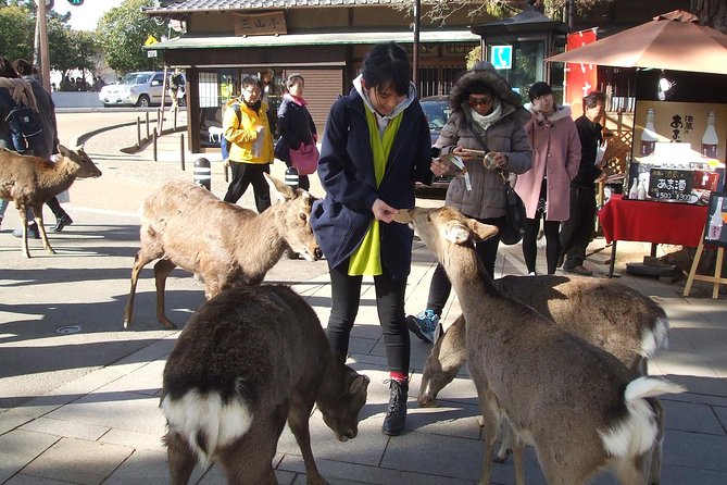 Exploring Nara - Tour Logistics and Essentials