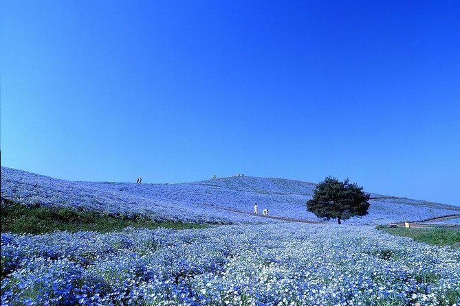 Hitachi National Seaside Park`s Flowers & Ashikaga Flower Park - Best Time to Visit the Parks