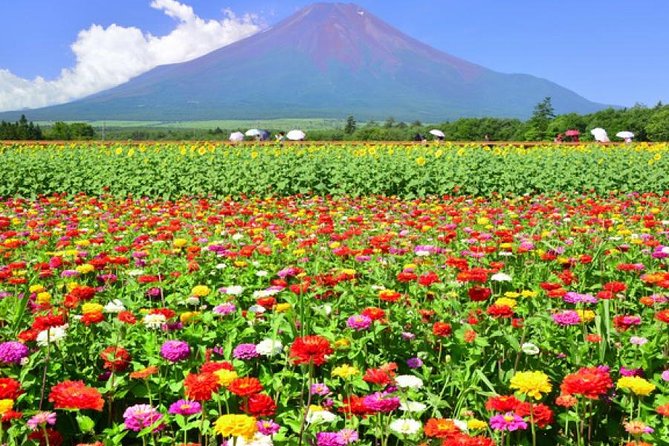 Mt. Fuji Flower Festival Tour With Ropeway Experience From Tokyo - Experience Mt. Fujis Beauty