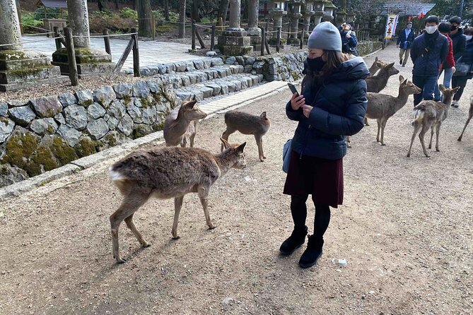 Nara 6hr Private Tour With Government-Licensed Guide - Accessibility and Accommodations