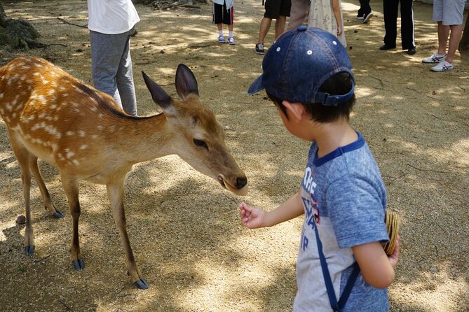 Nara Half Day Bus Tour From Kyoto - Tour Inclusions and Exclusions