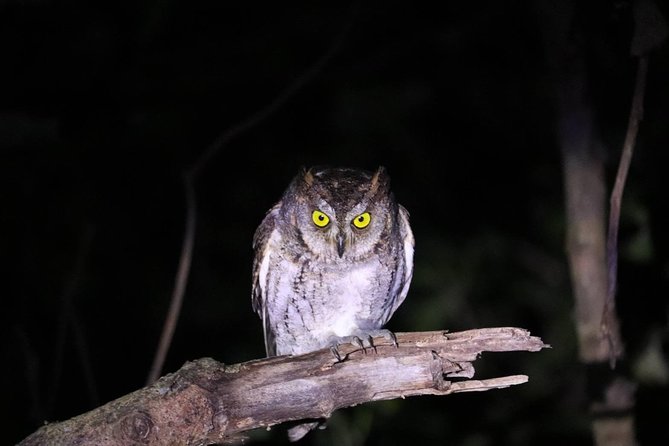 [Okinawa Iriomote] Night Adventure Tour - What to Expect on the Tour