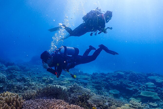 Okinawa Scuba Diving for Certified Divers (3 Boat Dives + Lunch) - Scuba Diving Experience Highlights