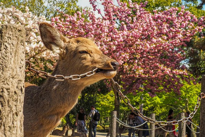 Osaka Cherry Blossom Tour With a Local: 100% Personalized Private - Pricing and Booking Information