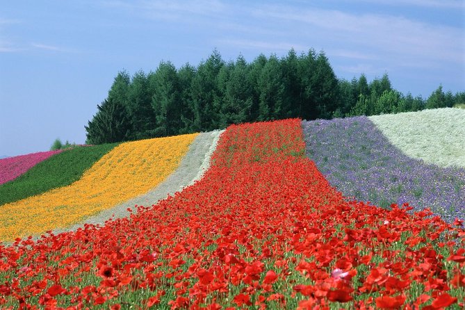 Private Car Tour of Furano and Biei in Hokkaido With Local Guide - Cancellation and Refund Policy