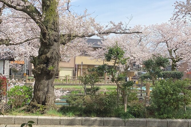 Private Kimono Stroll in Toyama City Possibly With a Shiba Inu - Kimono and Shiba Inu Encounter