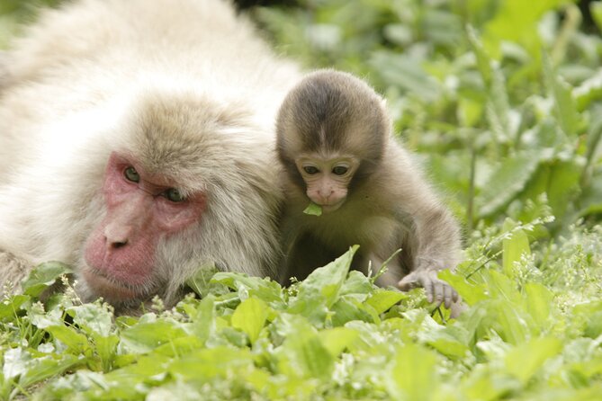 Snow Monkey Park & Miso Production Day Tour From Nagano - Tour Reviews and Feedback