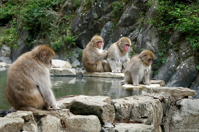 1-Day Private Snow Monkey ZenkoJi Temple & SakeTasting NaganoTour - Cancellation Policy and Reviews