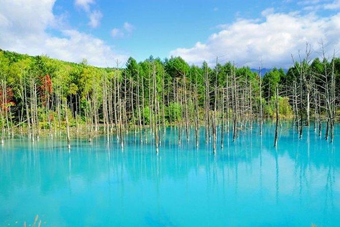 A Relaxing Day for Furano, Biei Blue Pond& Local Curry Lunch in Hokkaido! - Savoring Local Flavors and Delights