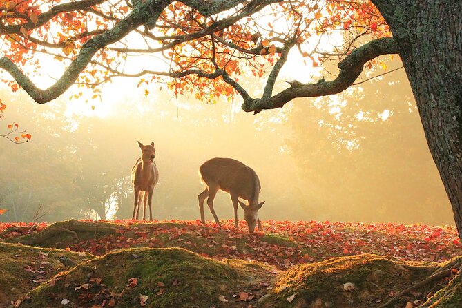 From Osaka-Kyoto: Kyoto and Nara 1DAY Bus Tour W/Kinkakuji Ticket - Important Notes and Reminders