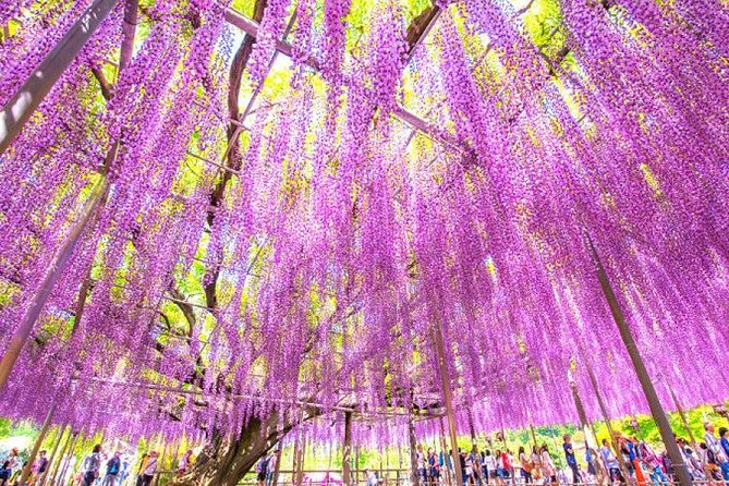 Hitachi National Seaside Park`s Flowers & Ashikaga Flower Park - Tour Logistics and Accessibility