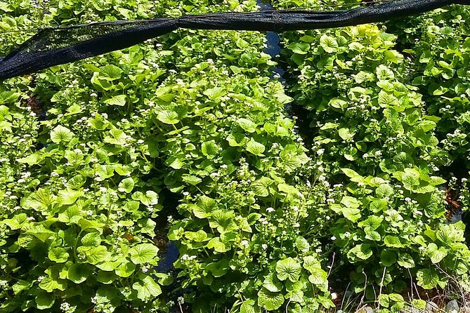 Wasabi Farm Discovery Walking Tour - Important Reminders