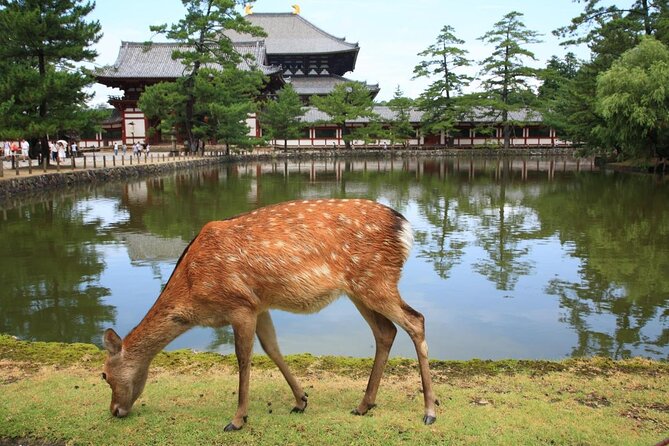 E-Bike Nara Highlights - Todaiji, Knives, Deer, Shrine, and Gems - Just The Basics