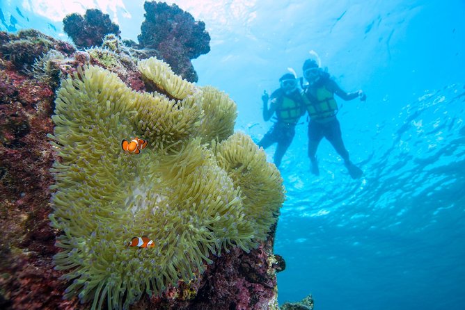 Miyakojima / Snorkel Tour to Enjoy Coral and Fish - Just The Basics