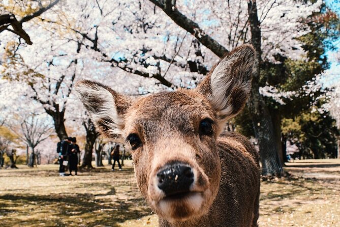 Nara : Private Day Walking Tour (From Osaka/Kyoto Possible) - Just The Basics