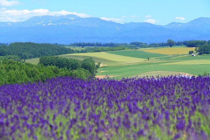 Private Car Tour of Furano and Biei in Hokkaido With Local Guide - Just The Basics