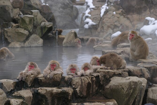 Snow Monkey Park & Miso Production Day Tour From Nagano - Just The Basics