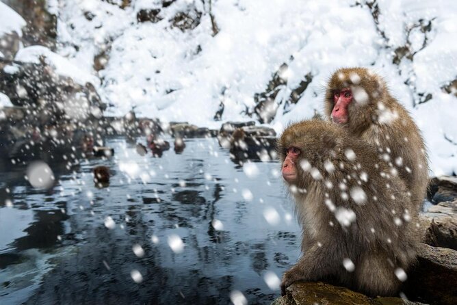 Snow Monkey Park Tour, From/To Tokyo, up to 12 Guests - Just The Basics