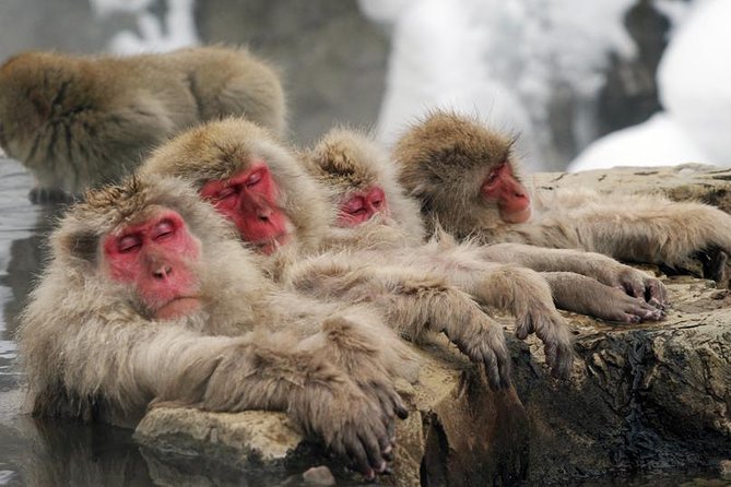 2-Day Snow Monkey Tour: Nagano to Takayama via Matsumoto - Exploring Naganos Snow Monkey Park