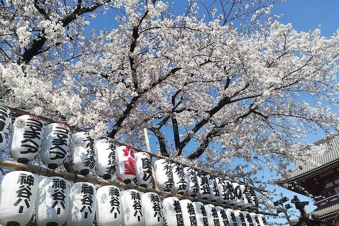 Cherry Blossom Highlights, Asakusa, Ueno, Imperial Palace Garden