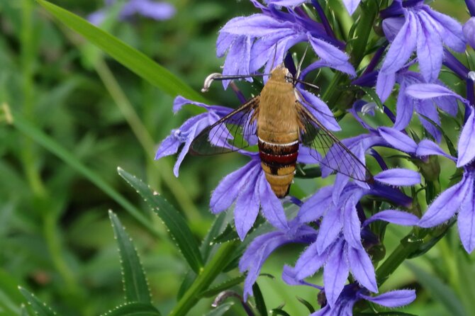 Easygoing Nature Walk in Hakone Tour - Tour Highlights and Inclusions