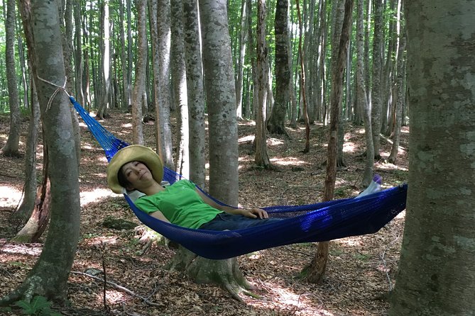 Forest Healing Around the Giant Beech and Katsura Trees