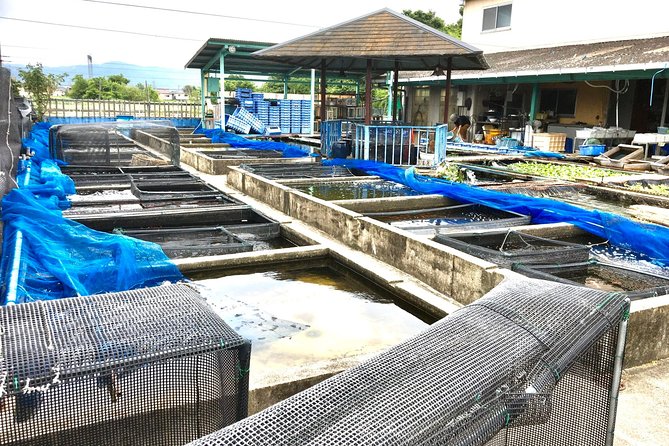 Full-Day Goldfish Unique Experience in Yamato-Koriyama, Nara