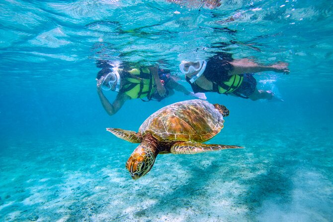 Miyakojima / Snorkel Tour to Swim With Sea Turtles - What to Expect on This Tour