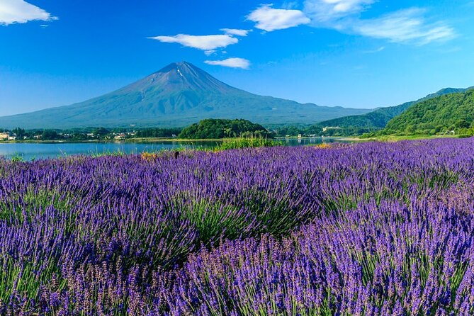 Mt. Fuji Five Lakes Area Private Tour With Licensed Guide(Kawaguchiko Area Dep) - Tour Highlights and Features