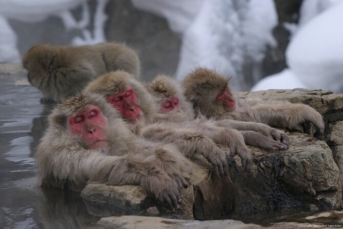 Nagano Snow Monkey 1 Day Tour With Beef Sukiyaki Lunch From Tokyo - Tour Highlights and Features