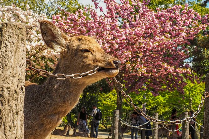 Nara Day Trip From Osaka With a Local: Private & Personalized