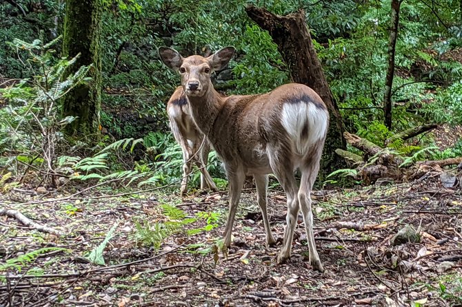 Nara - Heart of Nature Bike Tour - Tour Highlights and Features