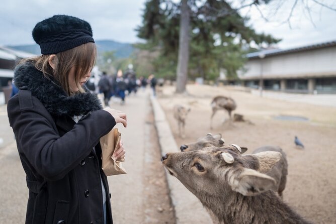 Private Journey in Nara’s Historical Wonder