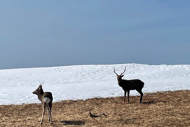 Private Snow Shoe Tour in Shiretoko National Park