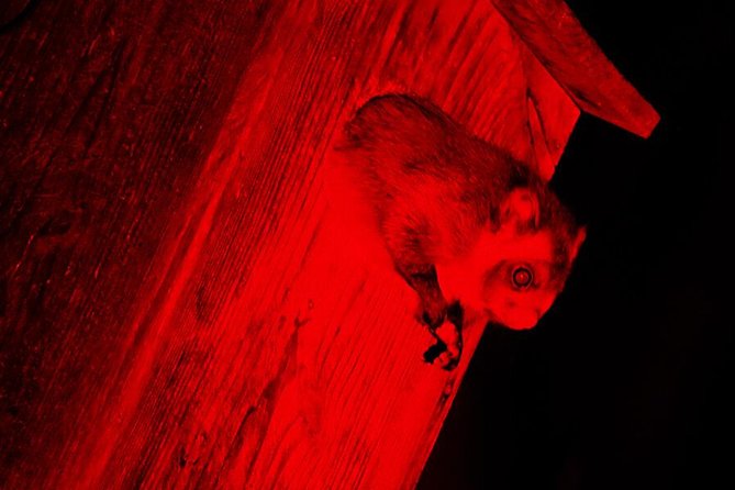 Wild Japanese Flying Squirrel Watching Tour in Nagano - Meeting Point and Accessibility