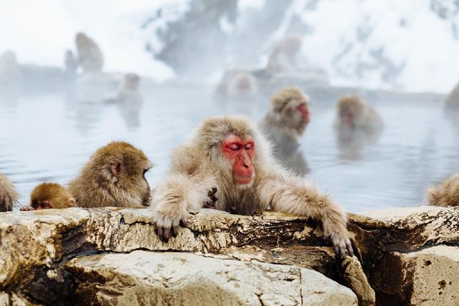 1-Day Snow Monkeys & Snow Fun in Shiga Kogen Tour - Jigokudani Monkey Park Experience