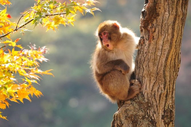 2-Day Snow Monkey Tour: Nagano to Takayama via Matsumoto - Wandering Through Takayamas Old Town