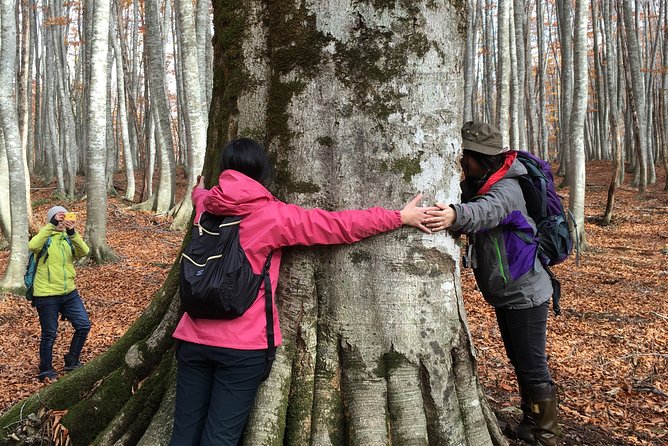 Forest Healing Around the Giant Beech and Katsura Trees - Forest Healing Experience Benefits