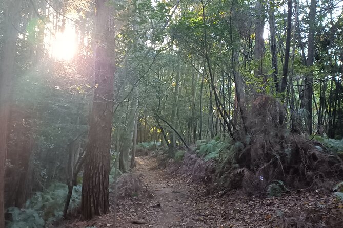 Hike Through Kyotos Best Tourist Spots - Hiking Through Sacred Forests