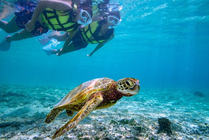 Miyakojima / Snorkel Tour to Swim With Sea Turtles - Important Safety Considerations