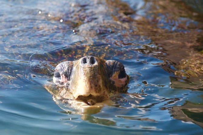 Miyazaki Snorkel Kayak Tour - Equipment and Safety Measures