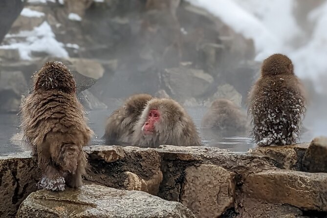 Nagano Snow Monkey 1 Day Tour With Beef Sukiyaki Lunch From Tokyo - What to Expect and Prepare