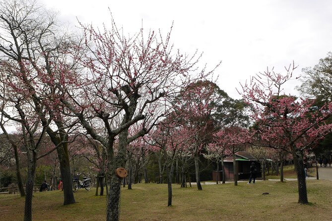 Nara Todaiji Kasuga Taisha Private Full Day Tour From Kyoto - Meeting Point and Pickup Details