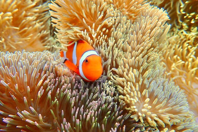 [Okinawa Miyako] Natural Aquarium! Tropical Snorkeling With Colorful Fish! - Tropical Fish and Marine Life