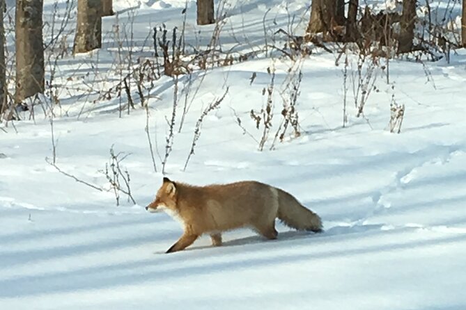 Private Snow Shoe Tour in Shiretoko National Park - Tour Logistics and Details